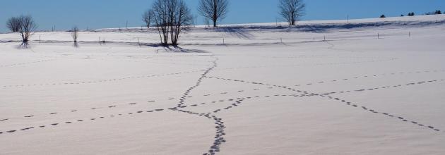 Tierspuren im Schnee