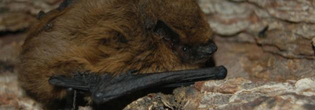 Zwergfledermaus