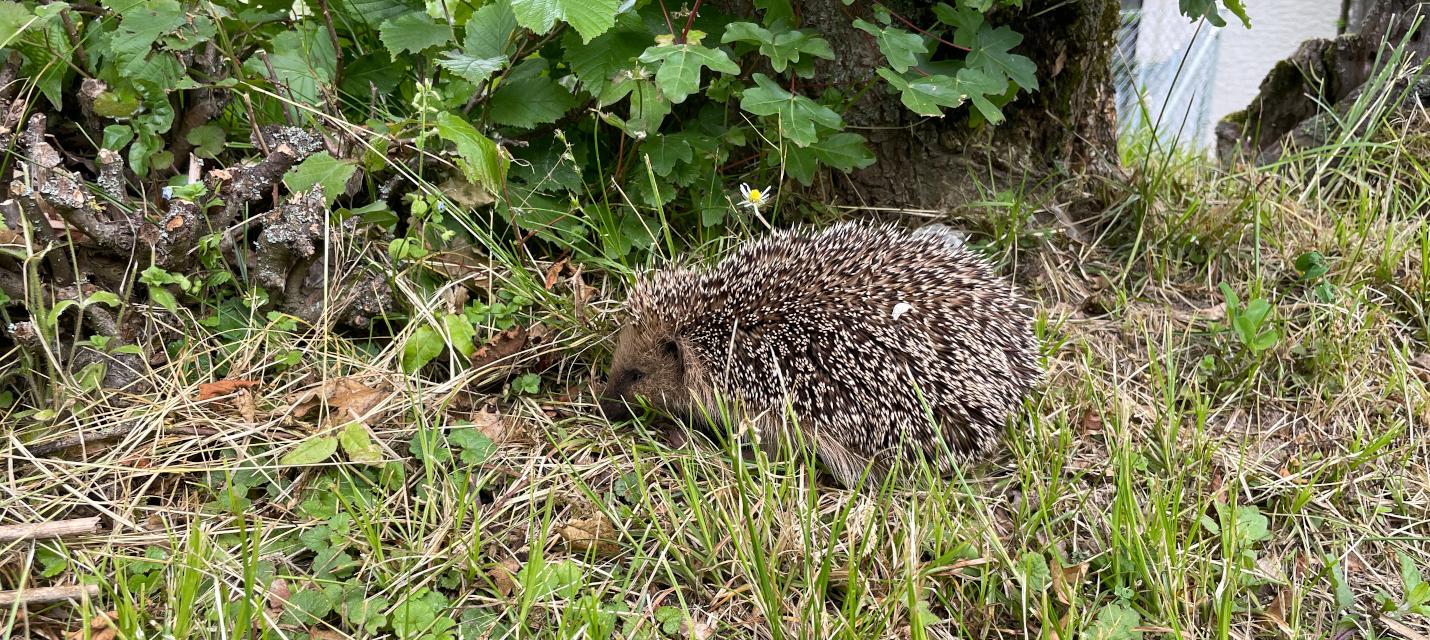 Igel sind in unseren Gärten selten geworden