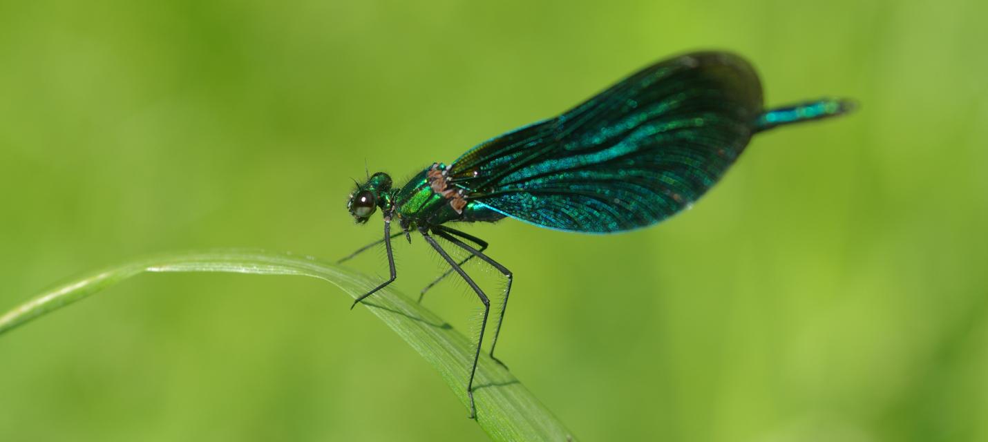 Libellen sind typische Bewohner unserer Gewässer