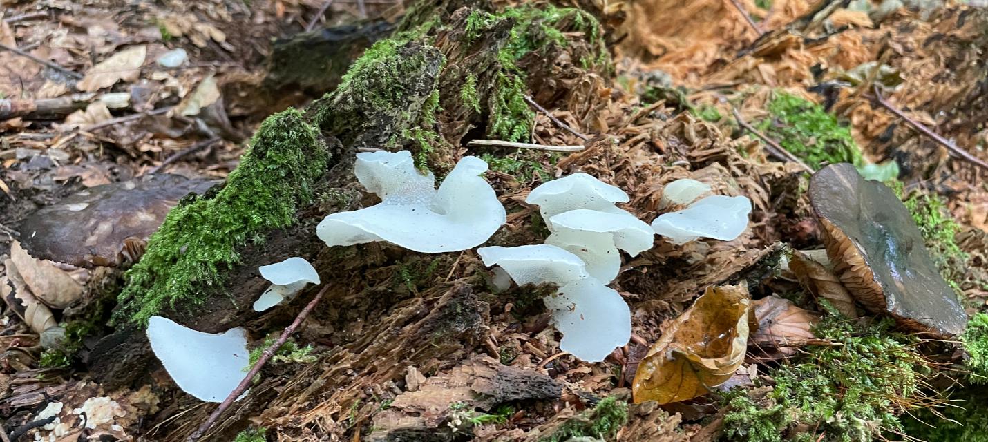 Pilze auf morschem Holz