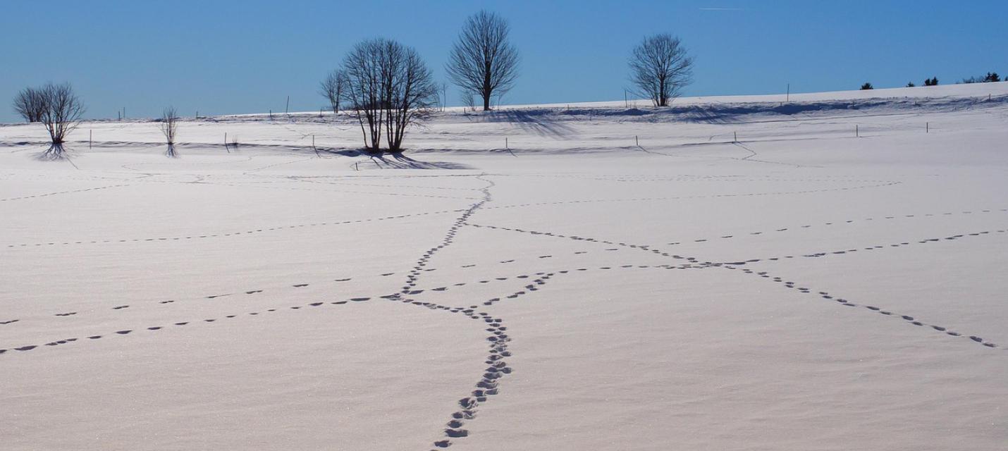 Tierspuren im Schnee