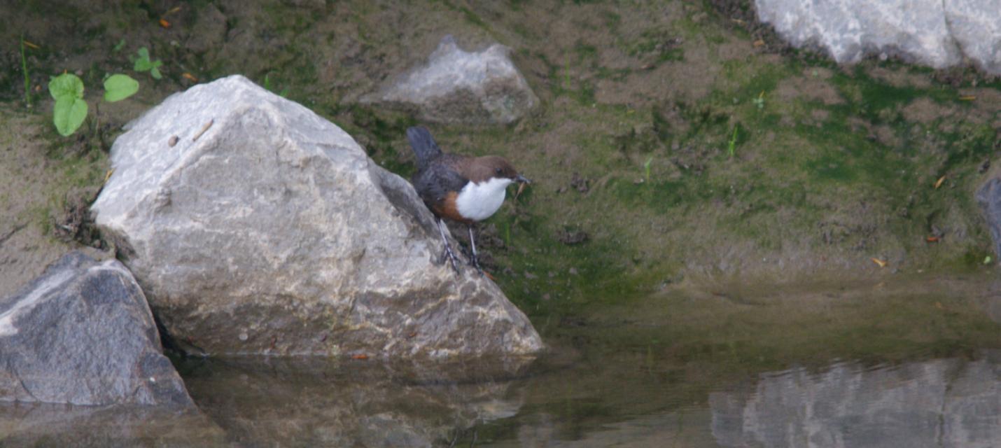 Wasseramsel