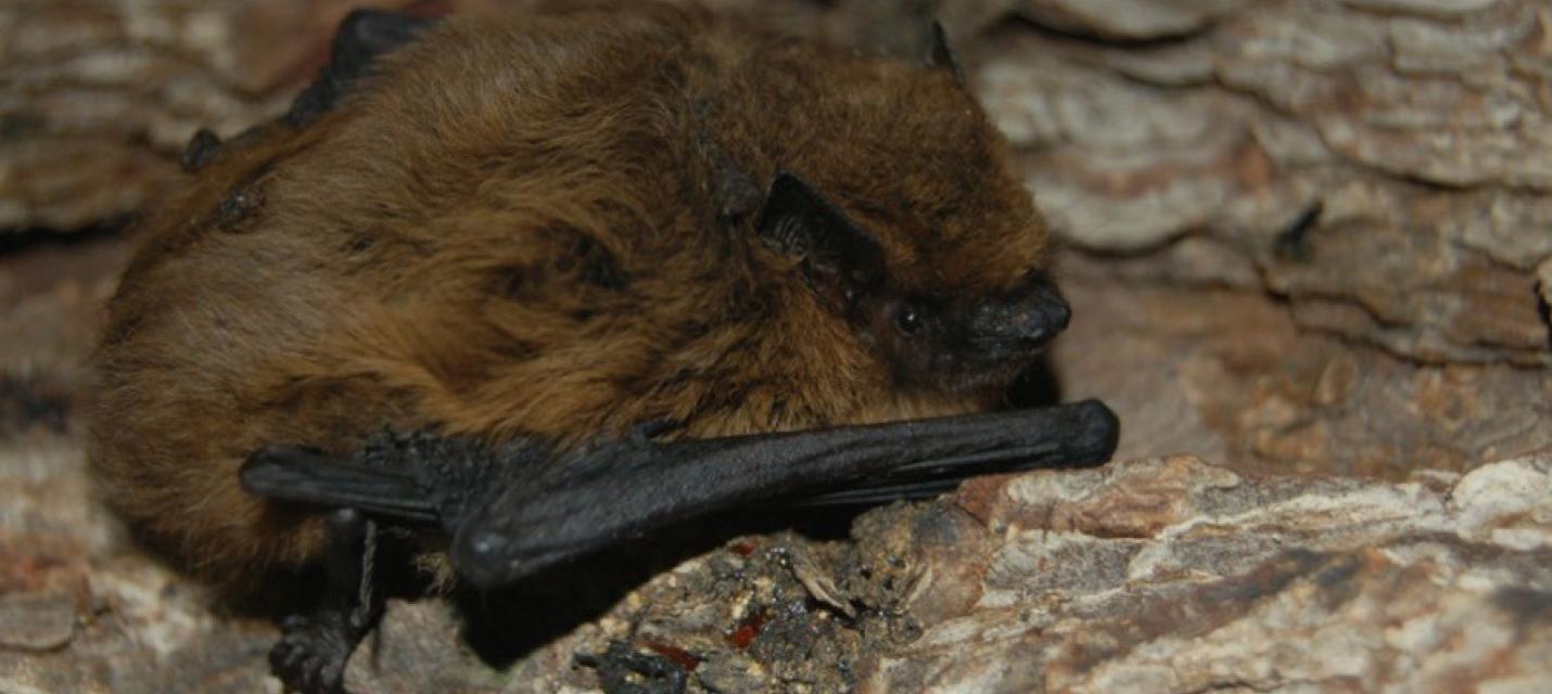 Zwergfledermaus