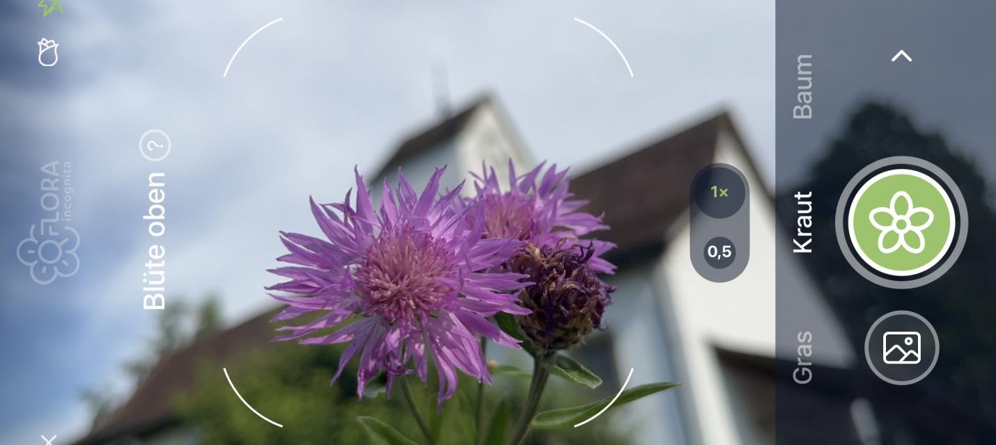 Centaurea jacea mit Kirche Vechigen