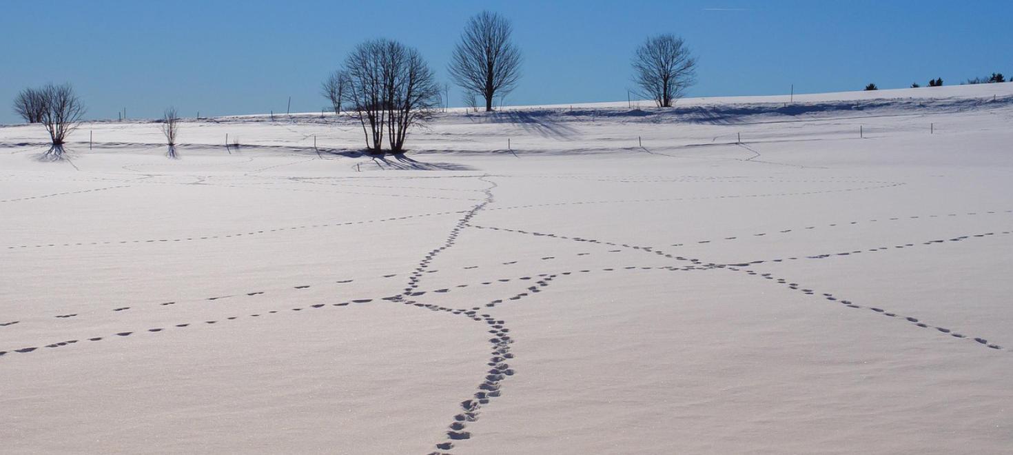 Tierspuren im Schnee