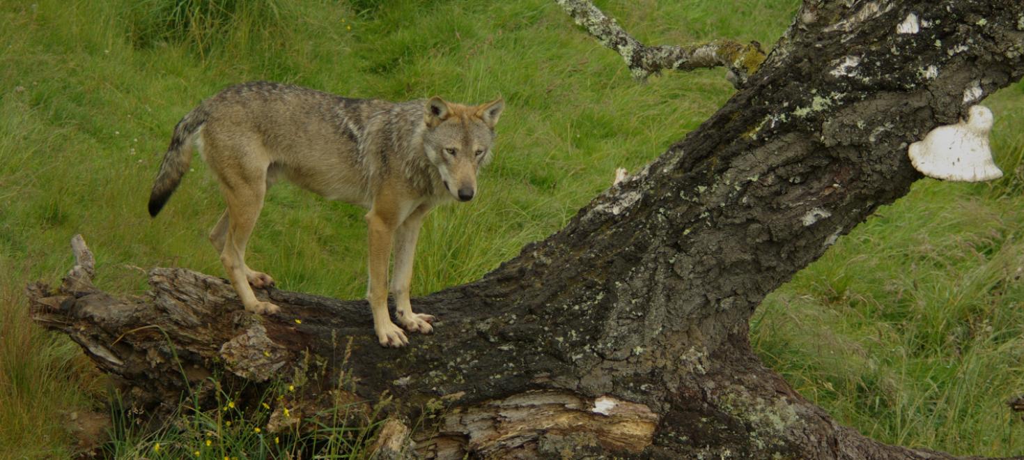 Wolf auf Baumstamm, ©Silvia Berger